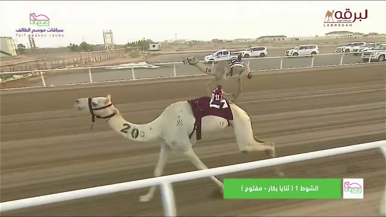 ش1 ولها لـ هجن الشحانية (جارالله محمد بن عقيل) السباق الثاني لموسم الطائف 2-8-2024 ثنايا بكار8:16:52