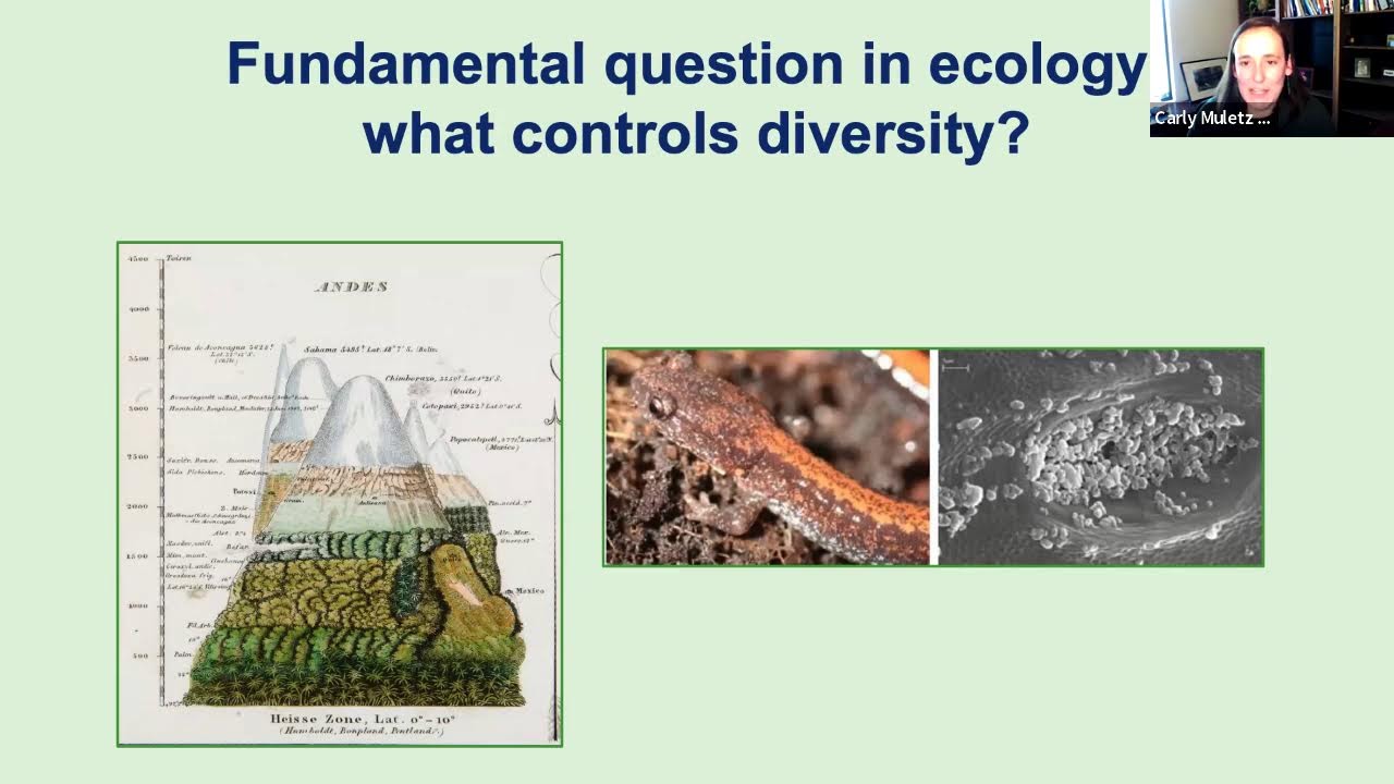 Skin defenses and microbial diversity in salamanders and frogs