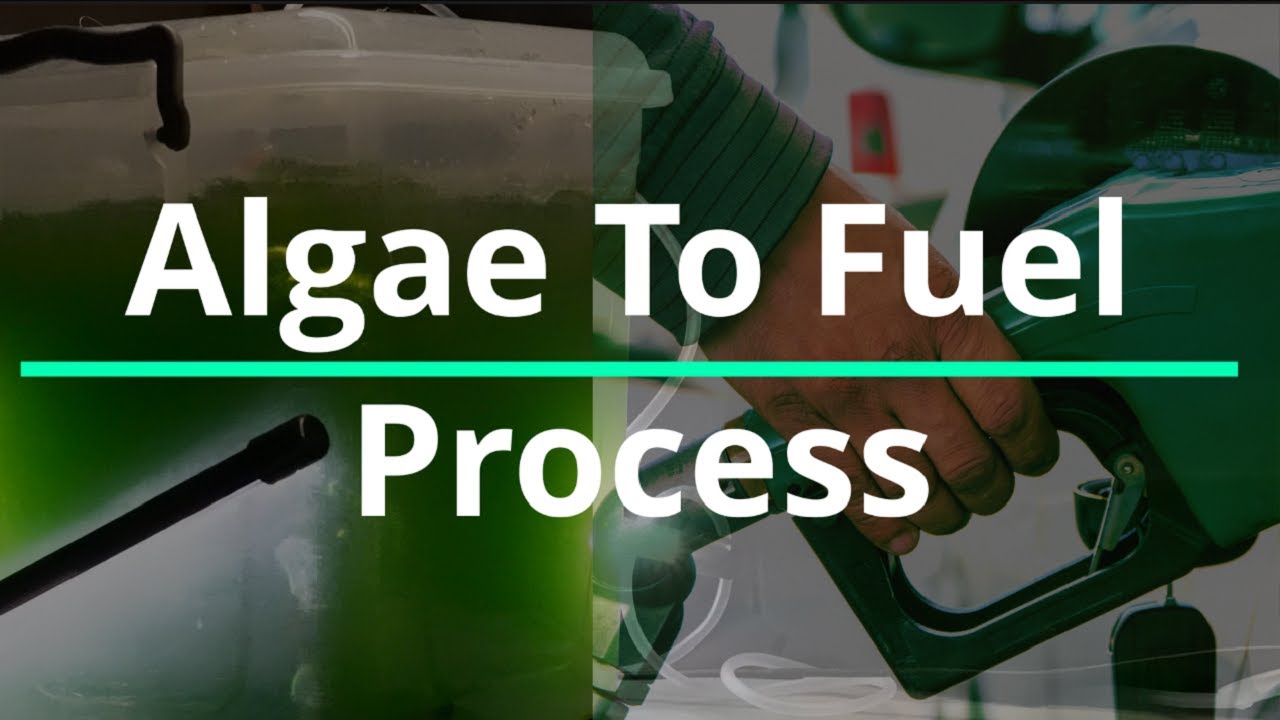 Algae To Fuel - The Process Oulined