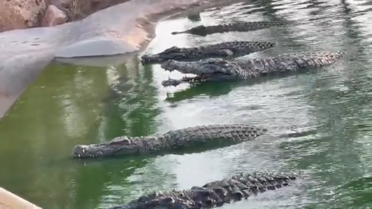 Lalla hadria Museum - crocodile farm - djerba tunisia  🐢🐊🦎متحف للا الحضرية حديقة التماسيح جربة