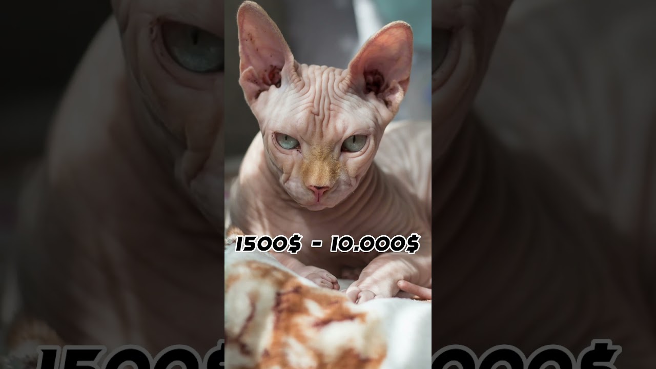 Top 10 most expensive cat breeds in the world 🐈