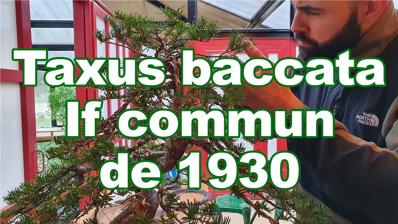IF COMMUN DE 1930 - MISE EN FORME