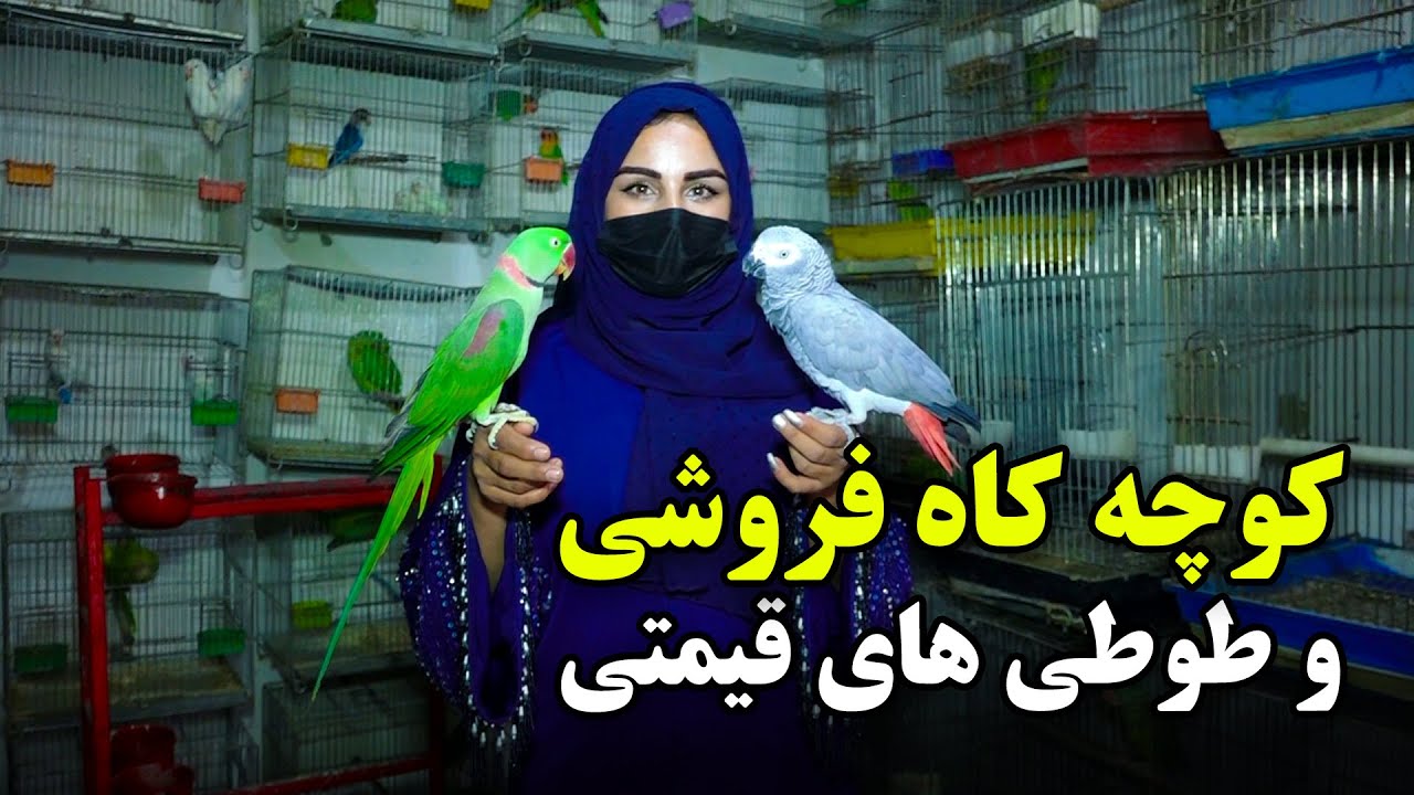 کوچه کاه فروشی و طوطی های قیمتی در گزارش فرشته عظیمی