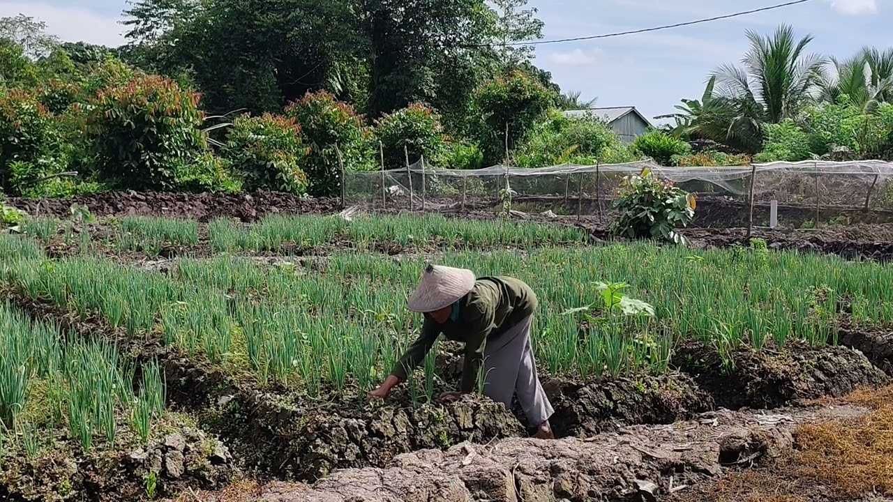 MERAWAT TANAMAN DAUN BAWANG PERSIAPAN UNTUK BULAN RAMADHAN