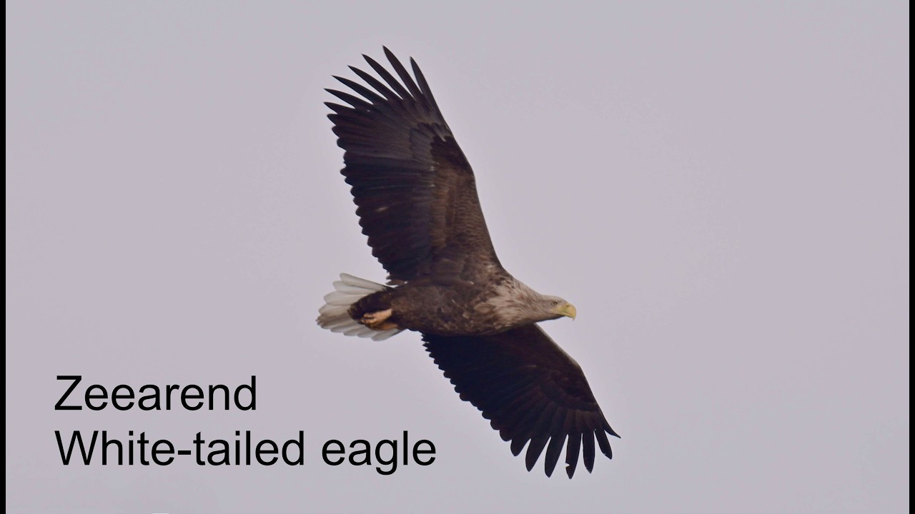 Zeearendnest Zuid Holland