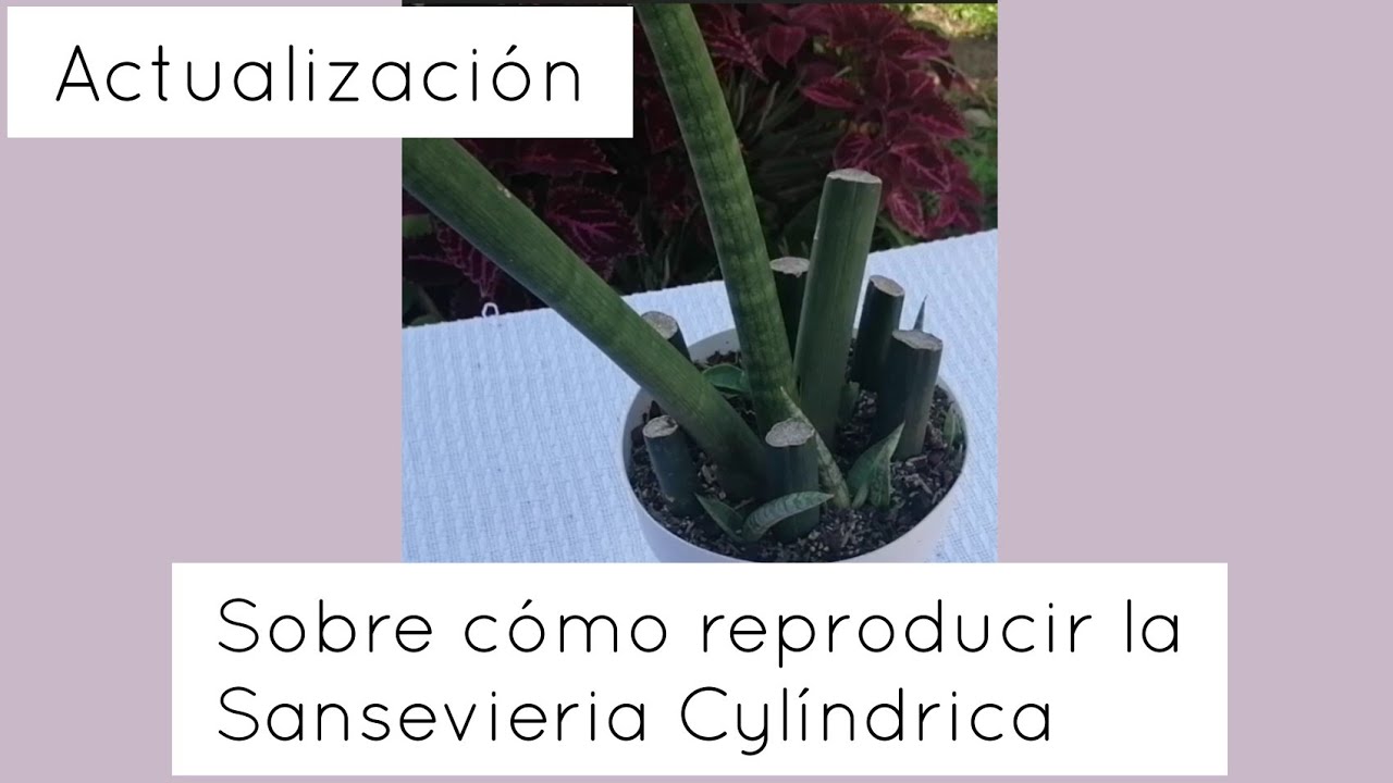 Cómo reproducir Sansevieria Cylíndrica Actualización | Rincóncito suculento by Mey