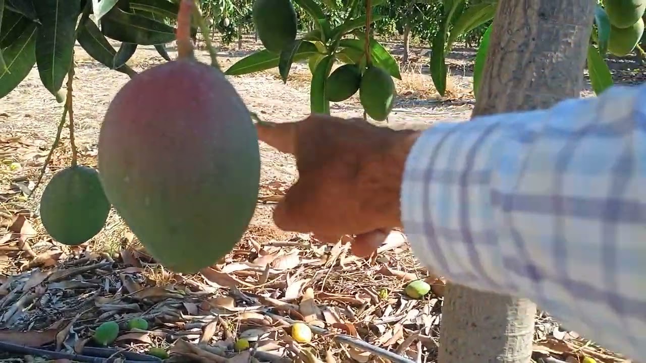 Poda de formación Mango Kent.-2023