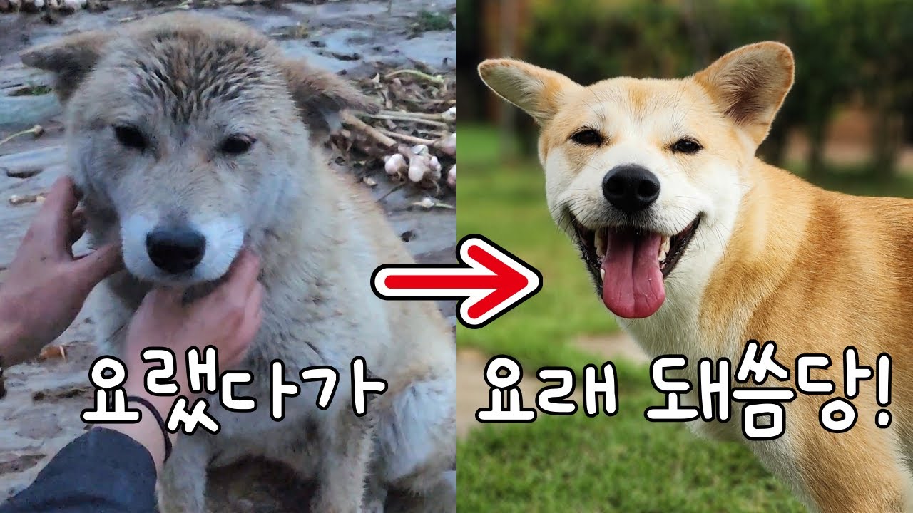 추석 연휴! 곰순이와 곰이들 이야기 몰아보기