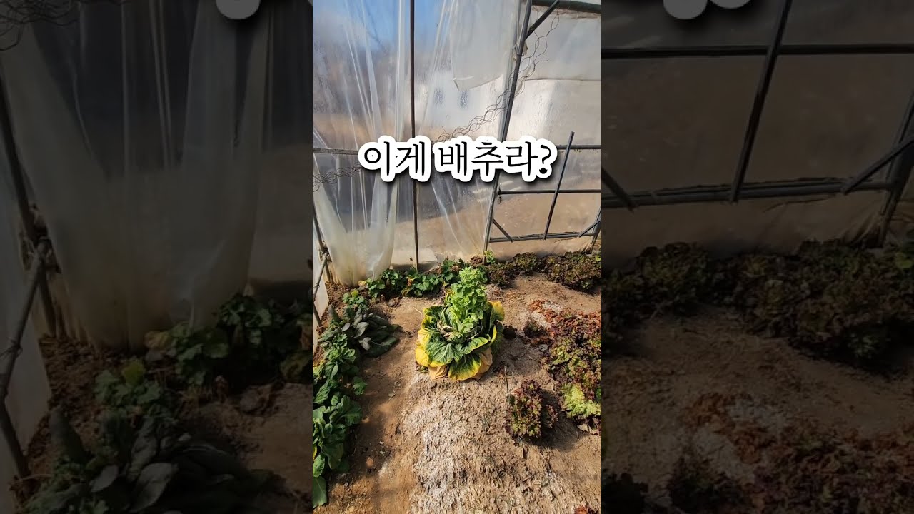 봄소식, 이게 배추꽃이라고? 역시 비닐하우스!