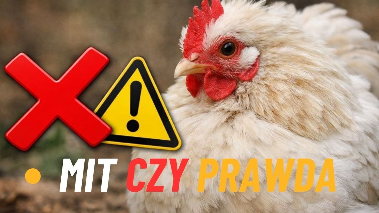 Nie wierz w te mity o Kurach. Karzełkach Kochin! Sprawdzamy fakty