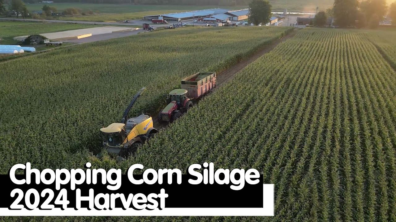 Chopping Corn Silage 2024 Harvest