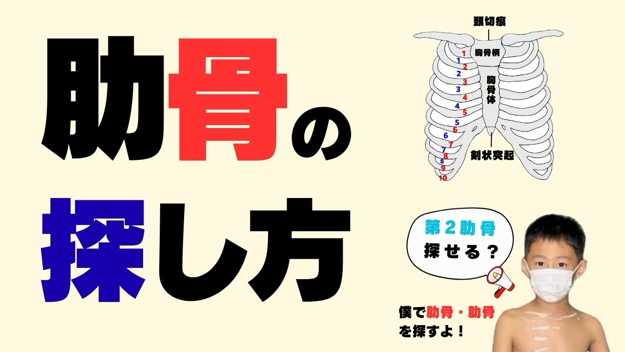 肋骨・肋間の探し方