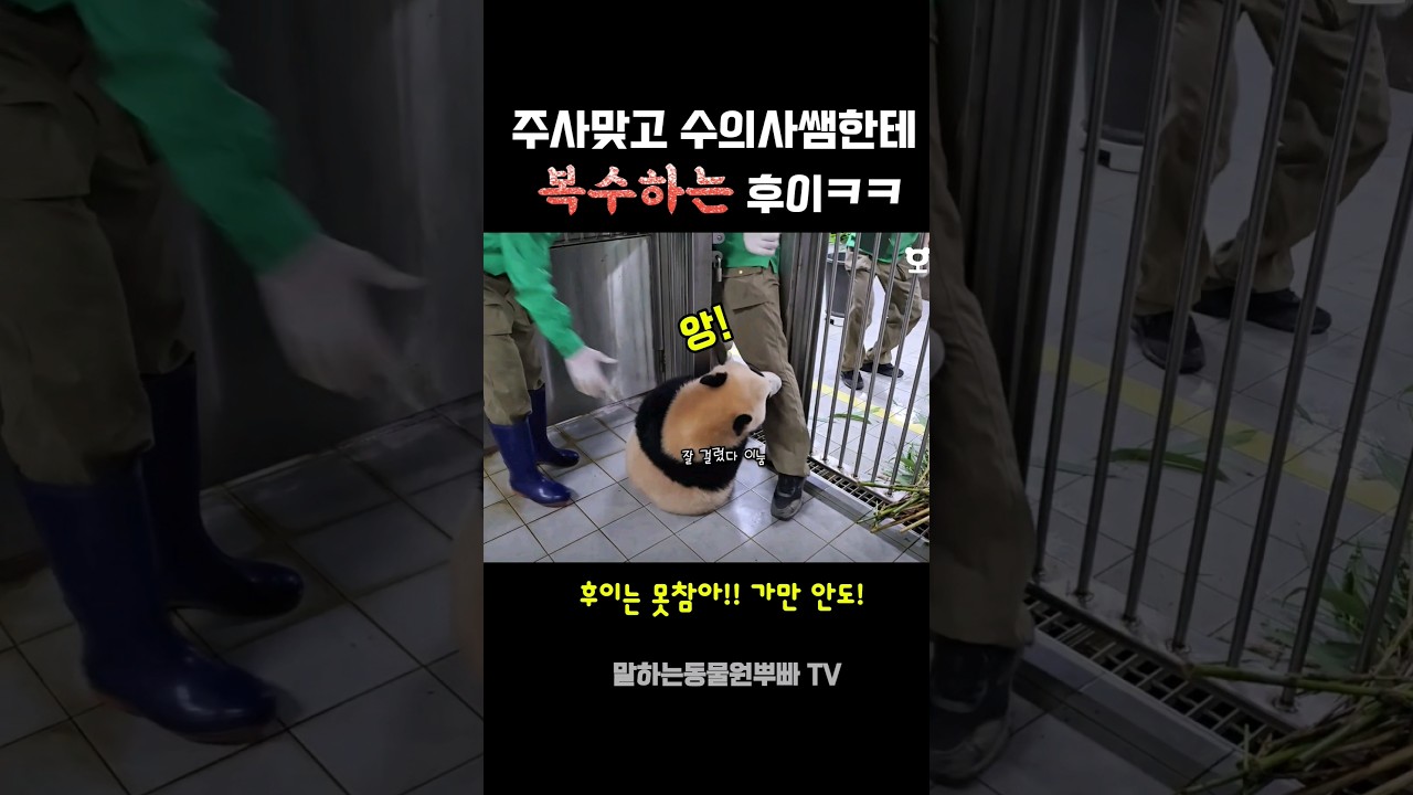 주사맞은 후이의 무시무시한 복수