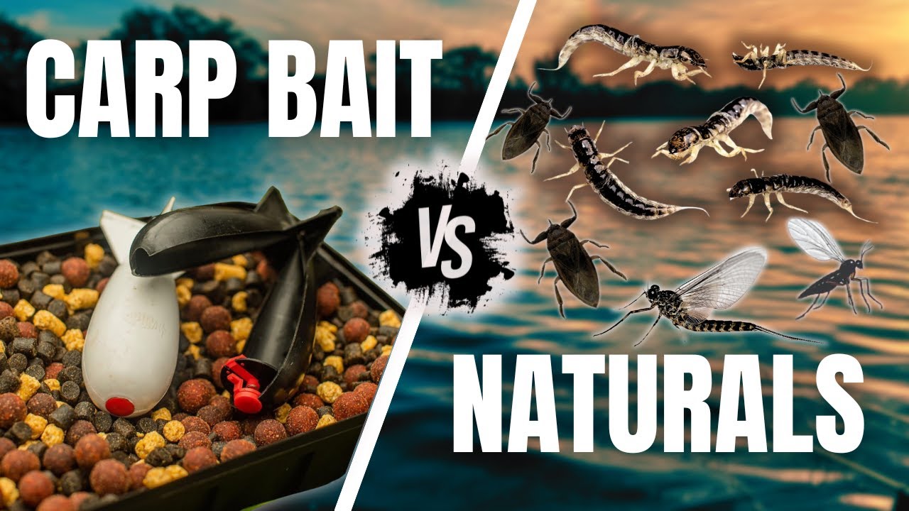 BIG CARP SWITCHED ON - BOATHOUSE FISHERIES - CARP FISHING.