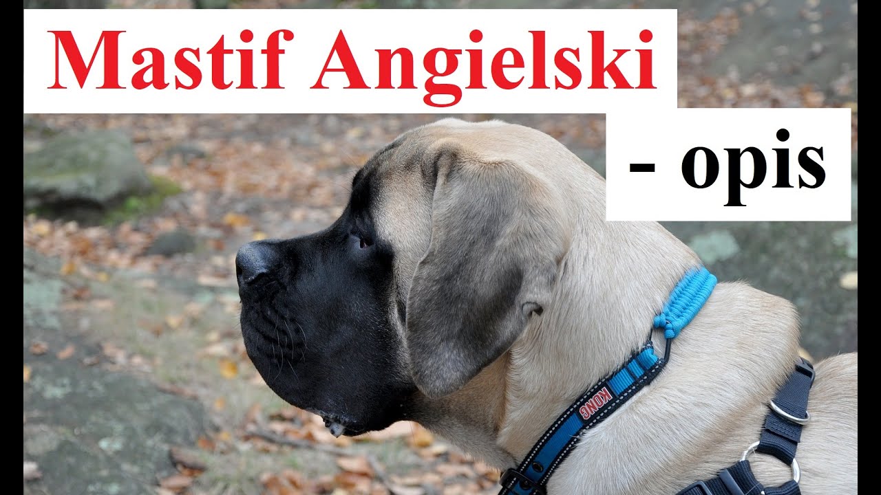 Mastif Angielski - OPIS - charakter, pielęgnacja, wady i zalety, dla kogo