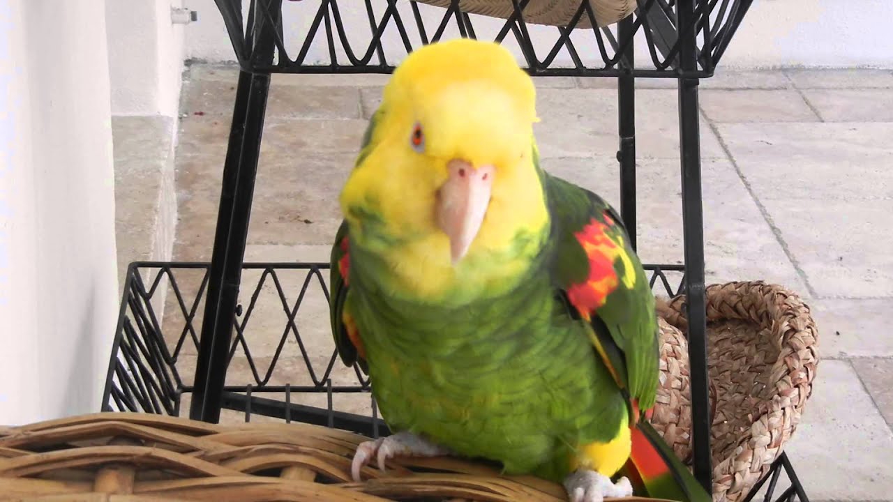 My parrot wishes you a Happy Birthday