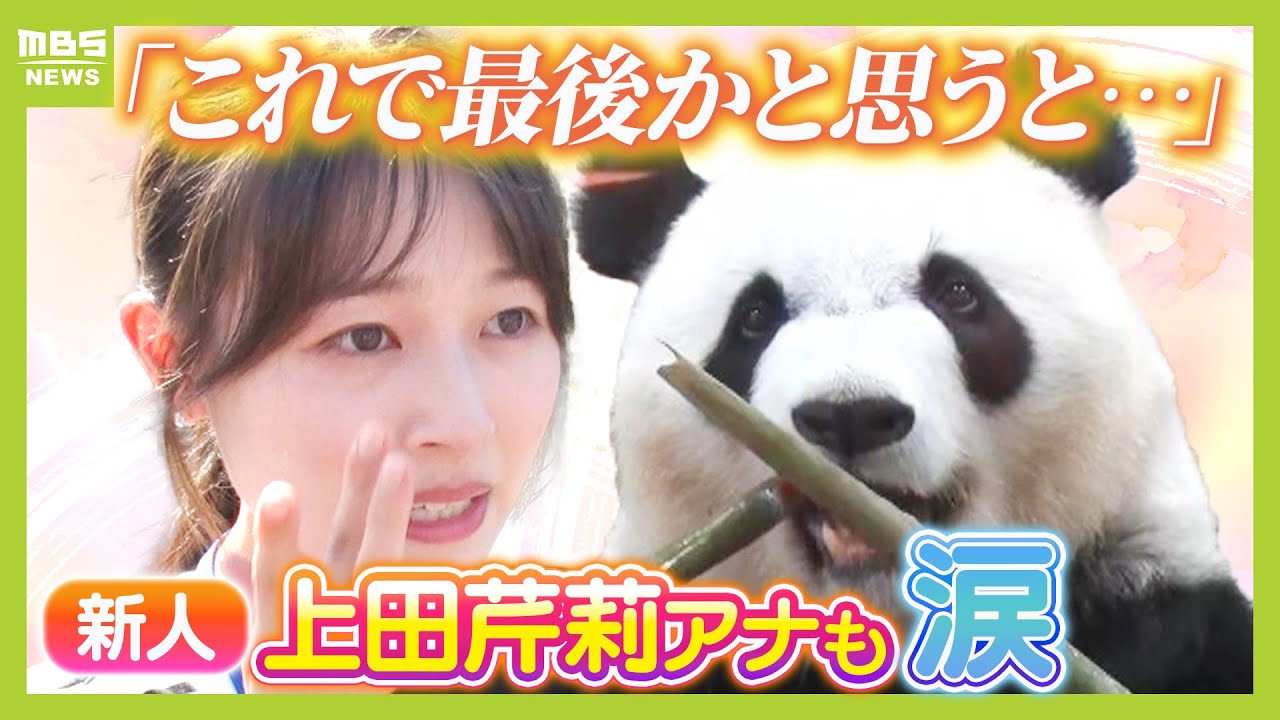 【白浜パンダお別れの日】涙の１日ドキュメント『３１年ぶりパンダがいない日』新人・上田アナ“２週間泊まり取材”で感極まる「ありがとう、また会う日まで」　アドベンチャーワールド（2025年6月30日）
