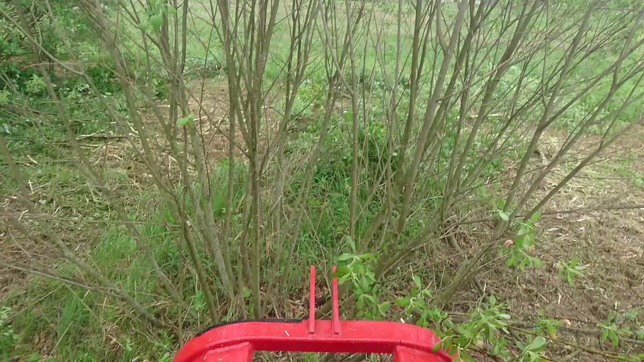Zetor 4340 i tehnos Malčiranje