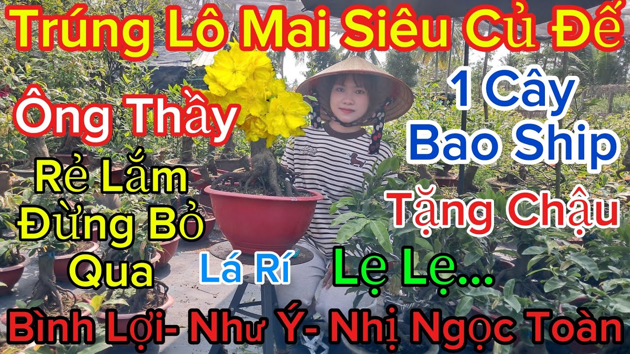 🍀4/3☎️0389346120☎️🌲Mai Vàng Giá Rẻ🌲Bình Lợi- Như Ý- Nhị Ngọc Toàn- Giảo Ông Thầy- Lá Rí..🌲