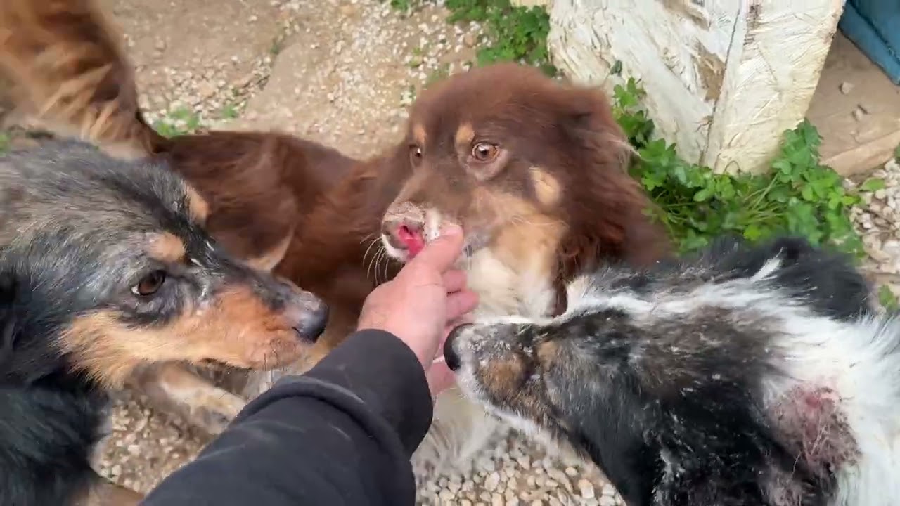 These Dogs Suffered Because of Humans… And Still Trust Us! - Takis Shelter