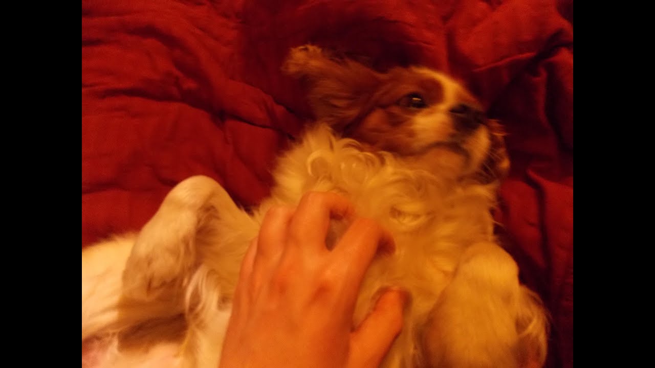 Cavalier King Charles Spaniel - Snore - [Paca]