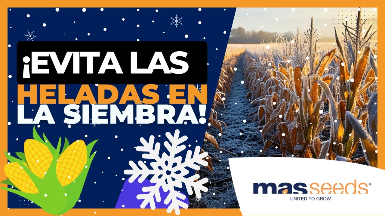 ❄️ HELADAS EN MAÍZ ▶︎ ¡Protege Tu MAÍZ de las HELADAS MORTALES! 🌽