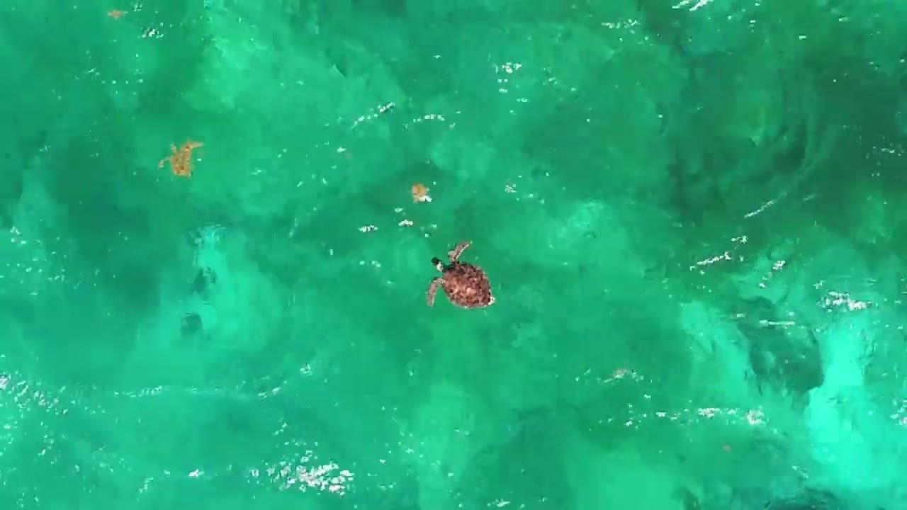 3 #seaturtles 3 #sharks (I think), and a lot of #fish. #xahuayxol #quintanaroo #mesoamericanreef