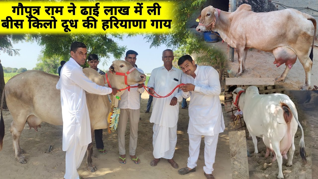 गौपुत्र राम ने धेनुवान गौशाला में नस्ल संवर्धन हेतू 2 लाख 51 हजार में 20 किलो दूध की हरियाणा #गाय ली