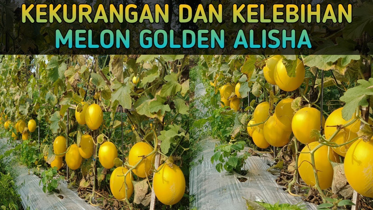 KEKURANGAN DAN KELEBIHAN MELON GOLDEN ALISHA #melon