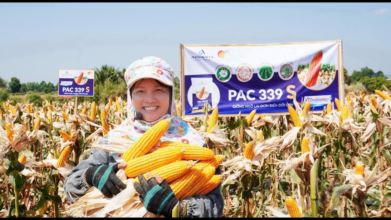 HẠT GIỐNG NGÔ LAI BIẾN ĐỔI GEN PAC 339 S, SIÊU PHẨM NGÔ LAI CHÍNH THỨC TÁI XUẤT