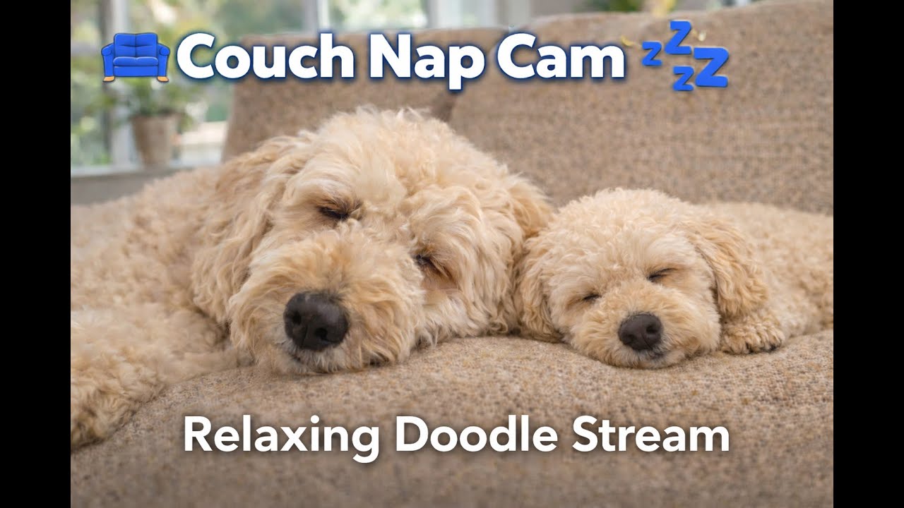 LIVE: Journey & Skye Sleep Stream 💤🐶 | Couch + Bedtime Naps (Relaxing Doodles)