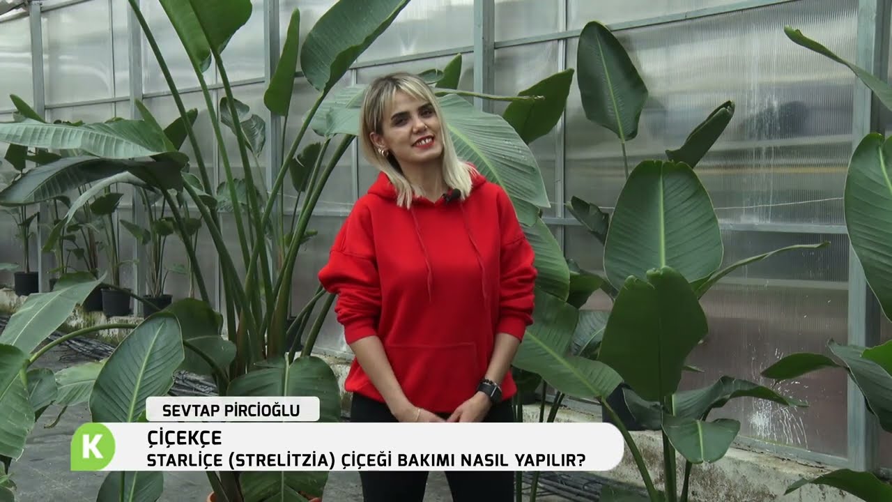 STARLİÇE (STRELİTZİA) ÇİÇEĞİ BAKIMI NASIL YAPILIR | ÇİÇEKÇE