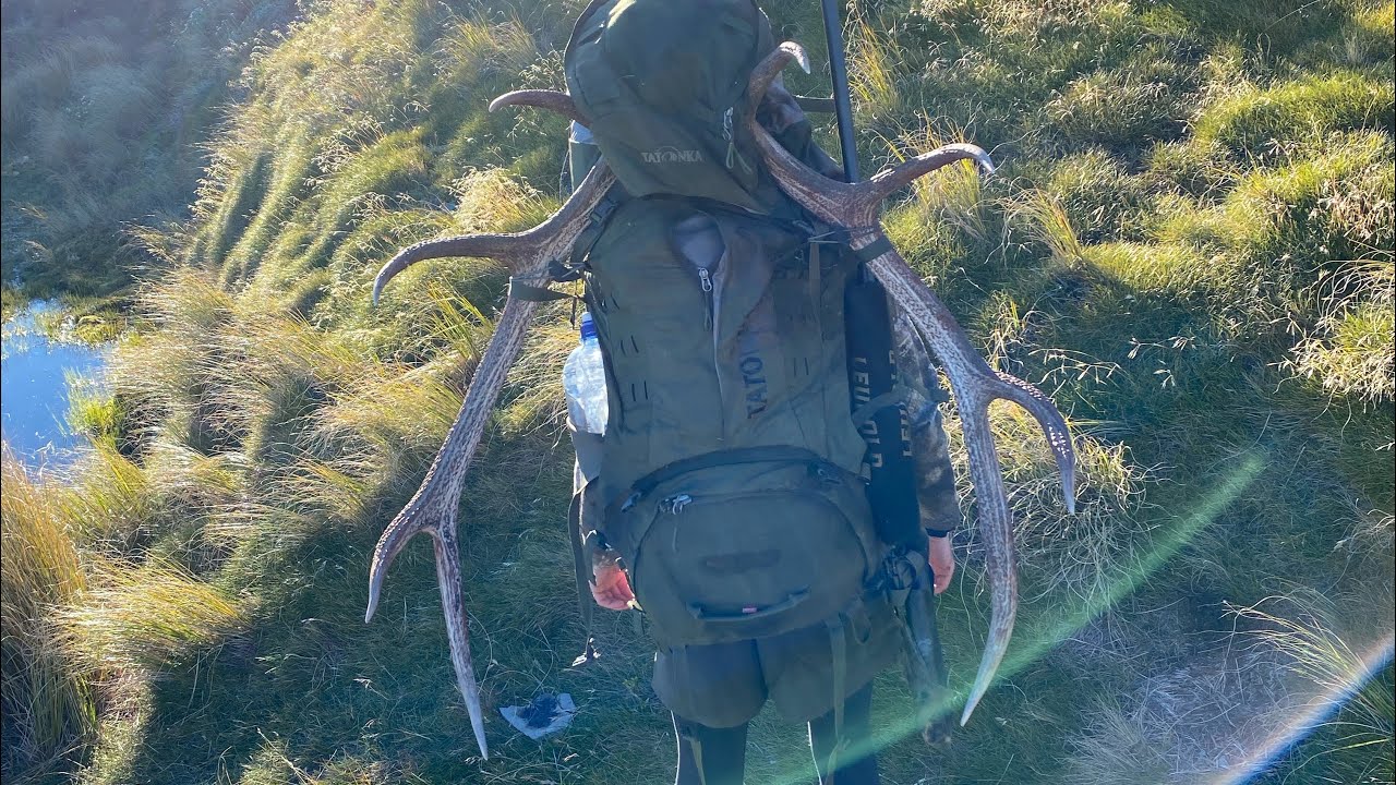Hunting Deer Red Stags 