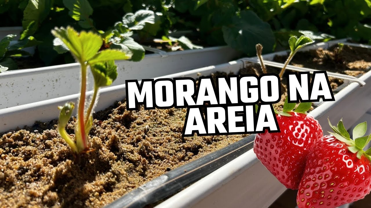 Iniciando o cultivo de Morango na Areia! Hidroponia.