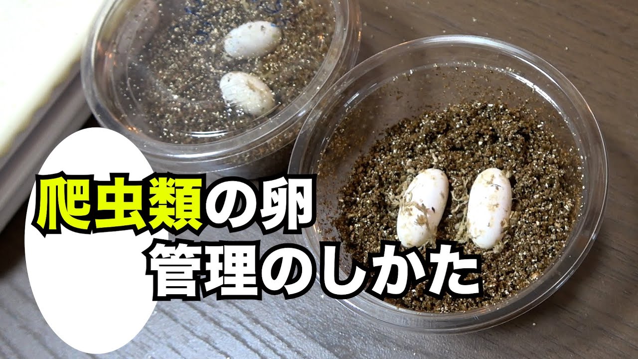 【爬虫類】産卵した後のセッティング