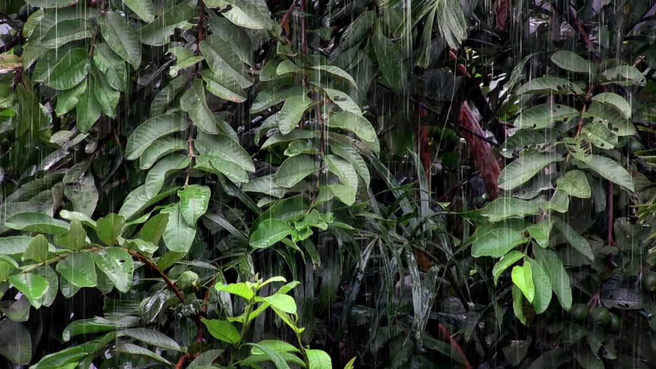 Rain Sounds for Sleeping No Thunder – Smooth Continuous Rain for Undisturbed, Peaceful Sleep