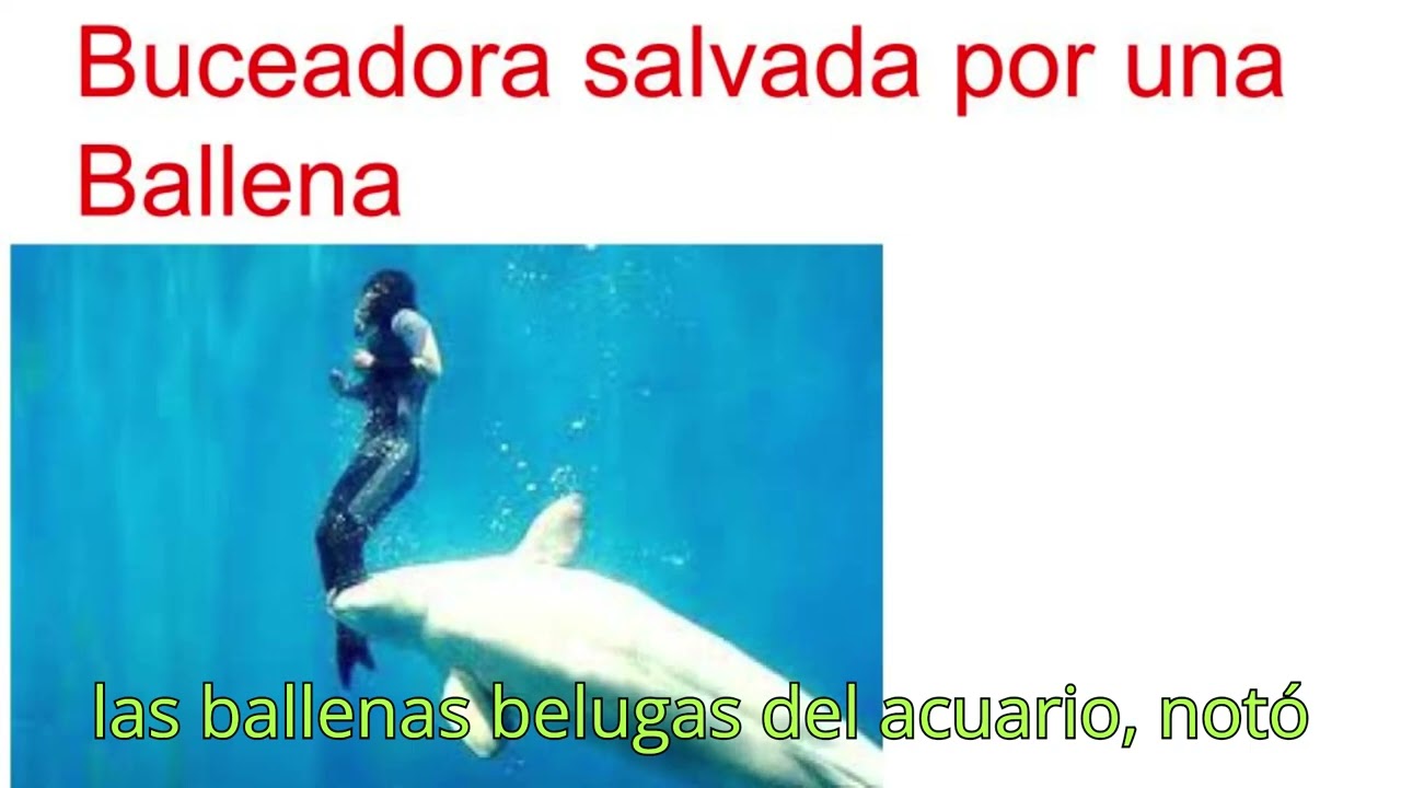 ANIMALES ASOMBROSOS : Buceadora salvada por una Ballena