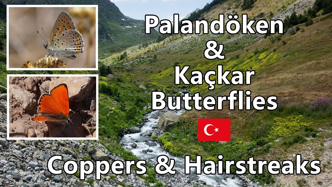 Palandöken & Kaçkar Butterflies: Coppers & Hairstreaks (Lycaeninae & Theclinae)