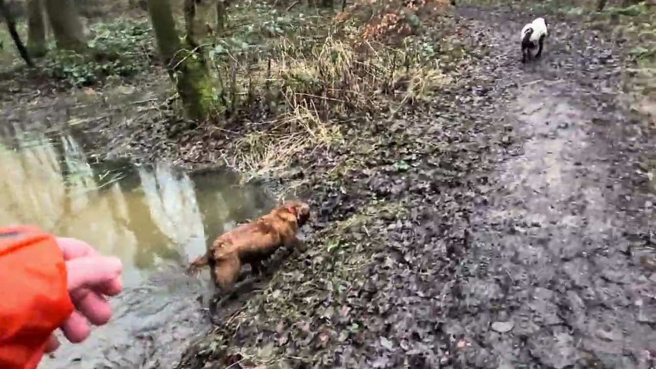 10/02/26 Trail run with Molly and Willow 