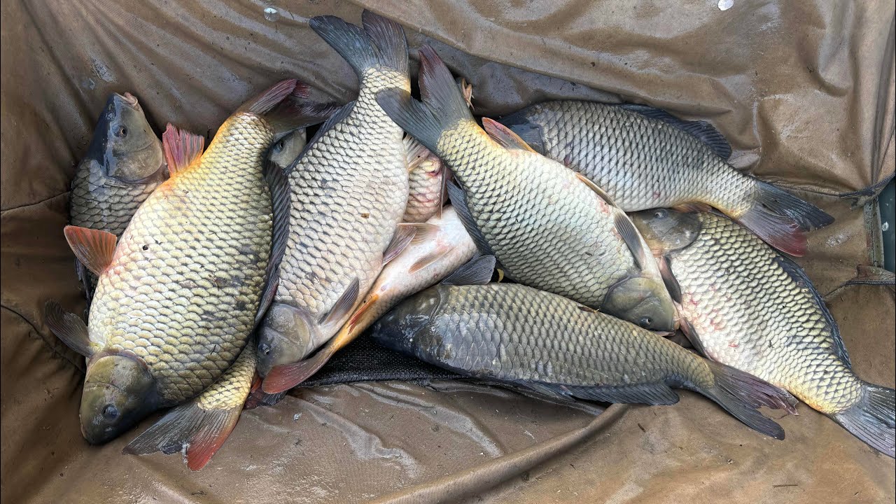 Pescuit la Method Feeder pe ape reci || Balta Plina Movilita cu retinere || AE BAITS