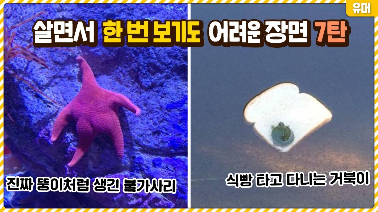 살면서 한 번 보기도 어려운 신기한 장면들 7탄