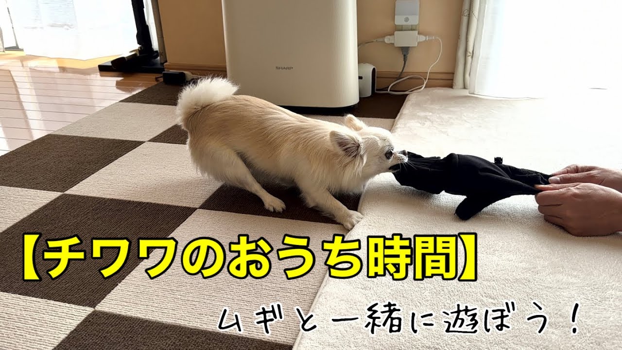【チワワのおうち時間】チワワのムギとはこう遊ぶ！！