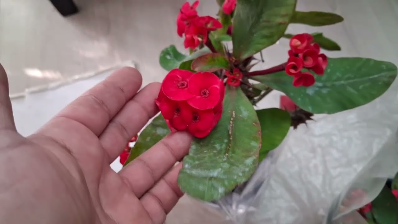 Elimdeki muhteşem milliler bitmeden yetişin 