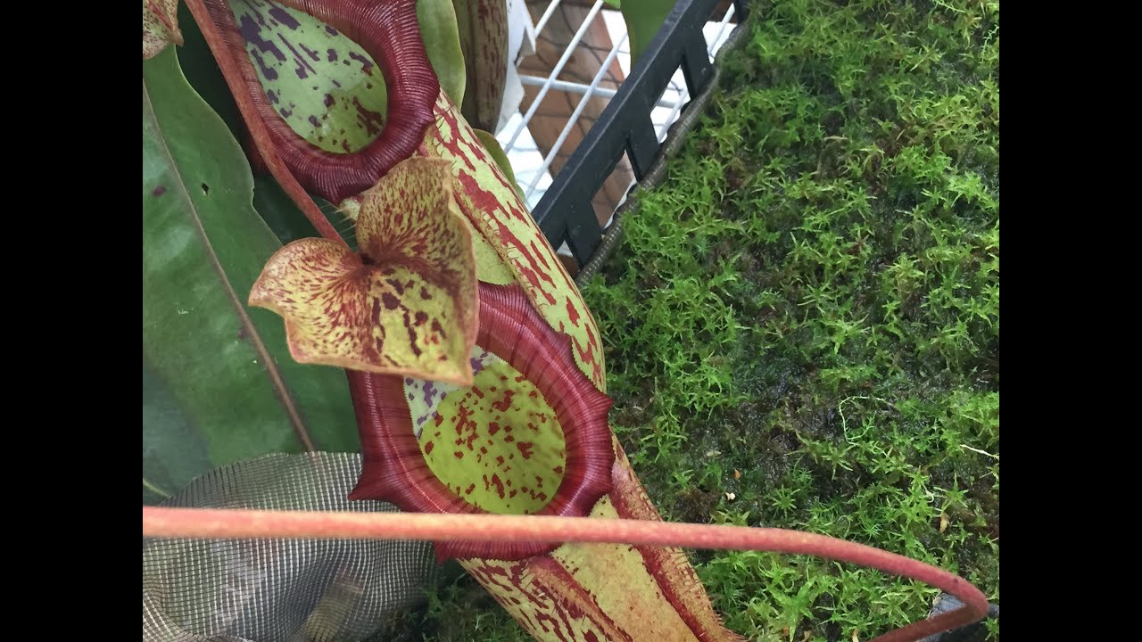 EASY TO GROW NEPENTHES MIRANDA TROPICAL PITCHER PLANT