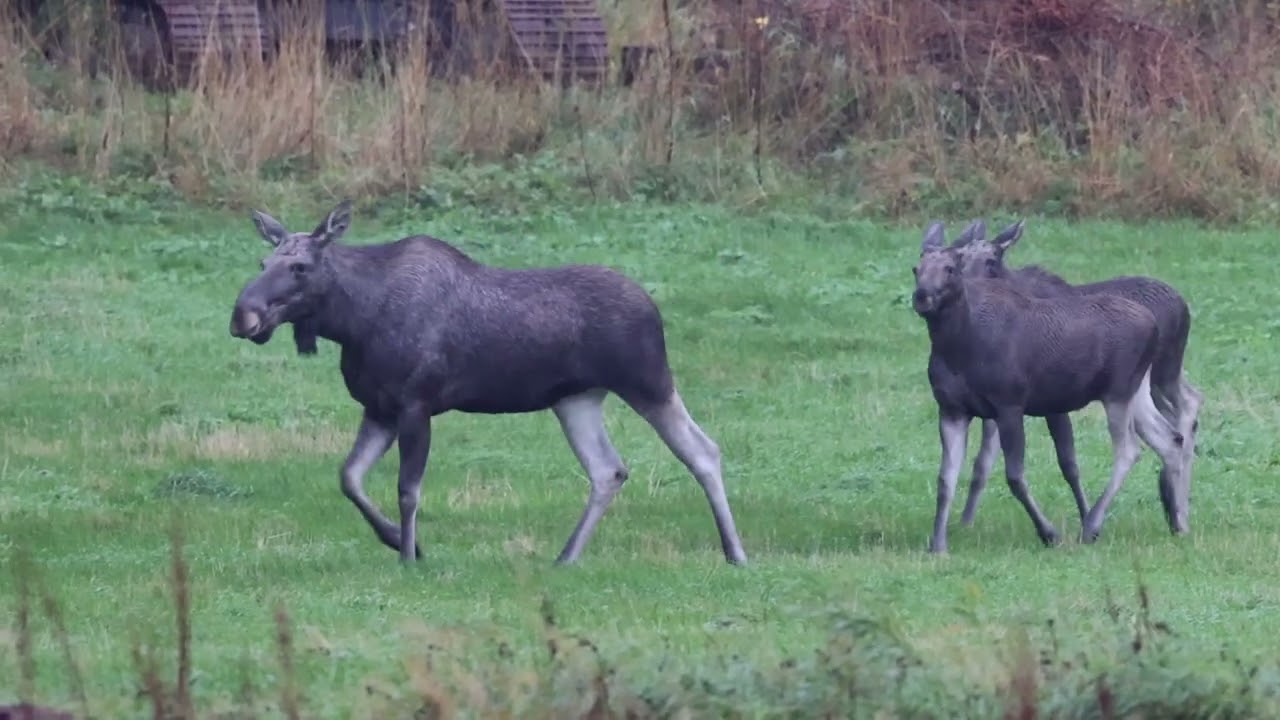 Moose in Lofoten