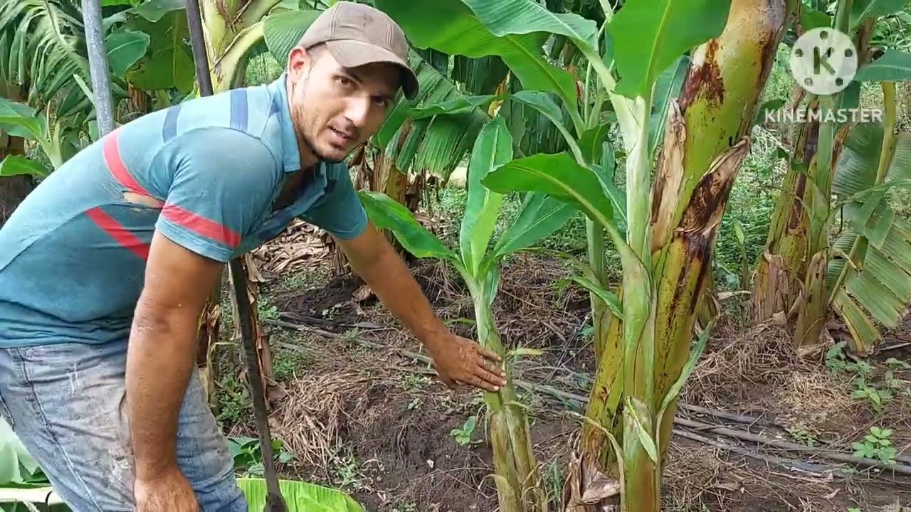 Tirando mudas de banana BRS TERRA ANÃ+cortando cacho+ agradecimento aos inscritos que compraram.