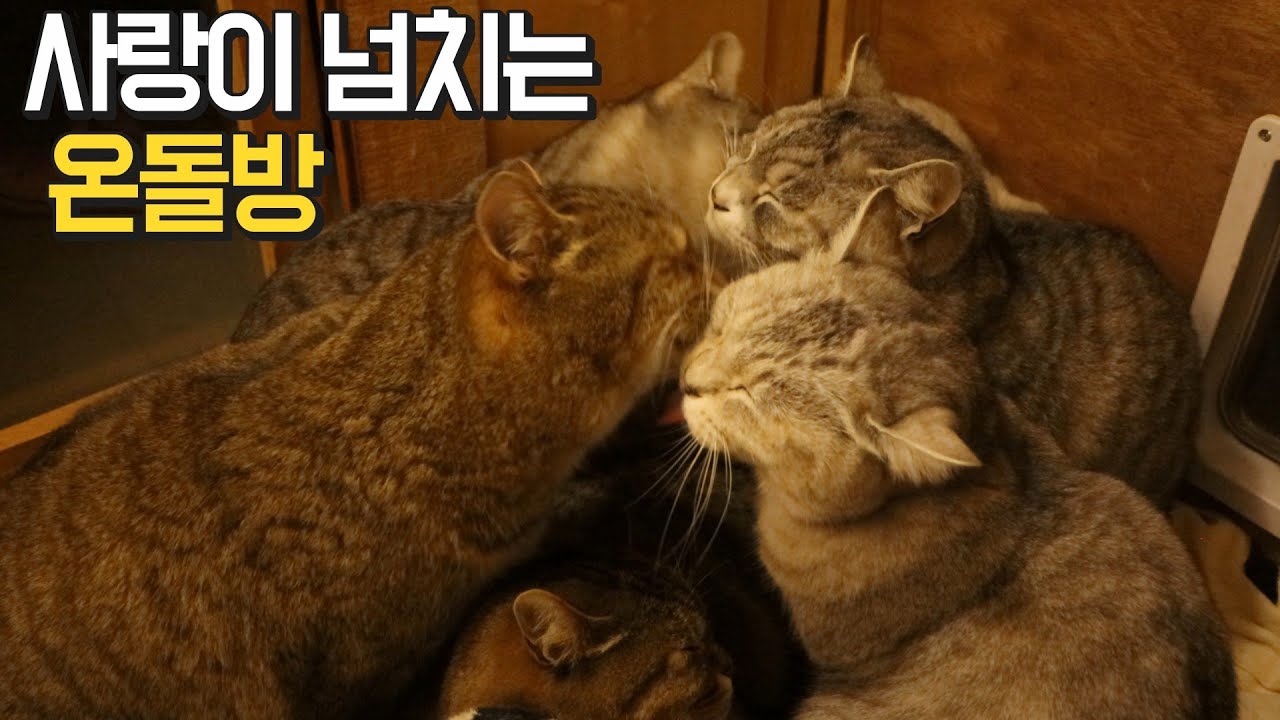 좁은 온돌방에 9냥이들이 다같이 낑겨서 잘 수 있는 이유