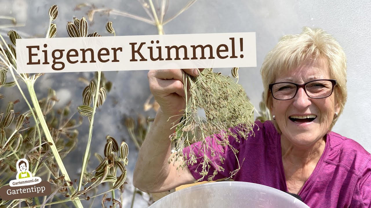 Erste K&uuml;mmel-Ernte als Basis f&uuml;r neue Anbau-Pl&auml;ne
