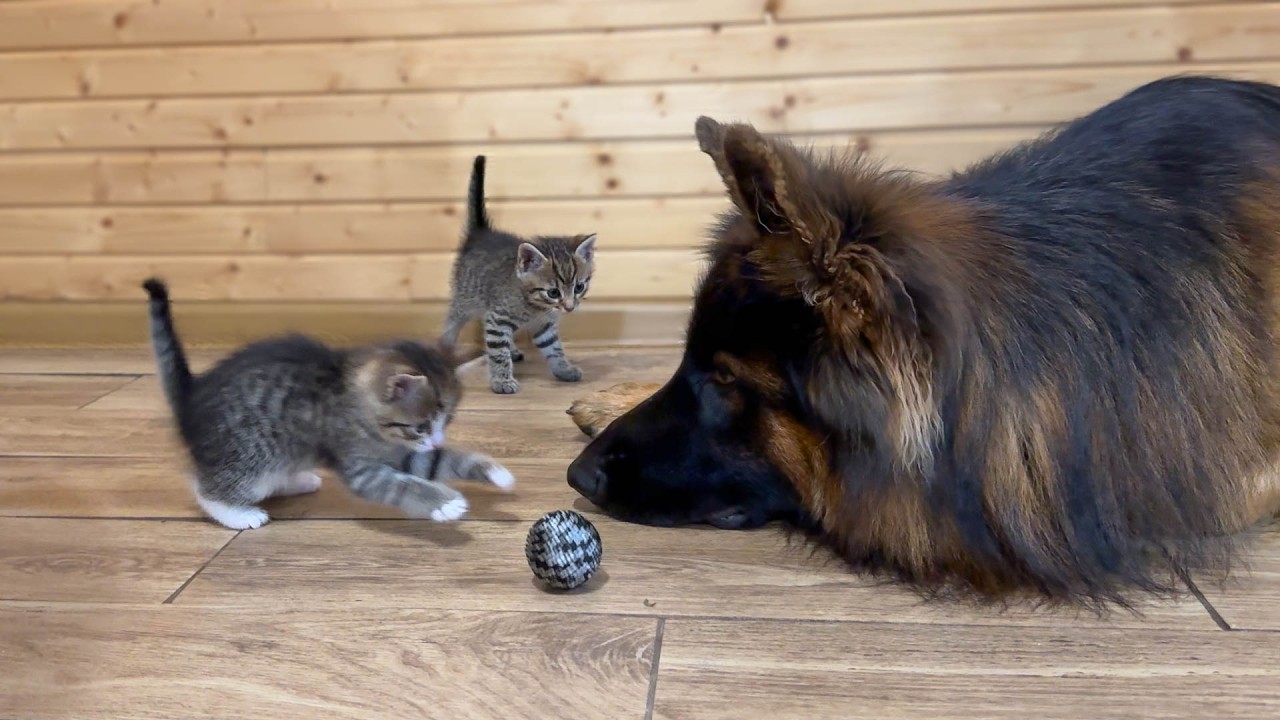 My German Shepherd Adopted the Kittens… And Now They Do Everything Together