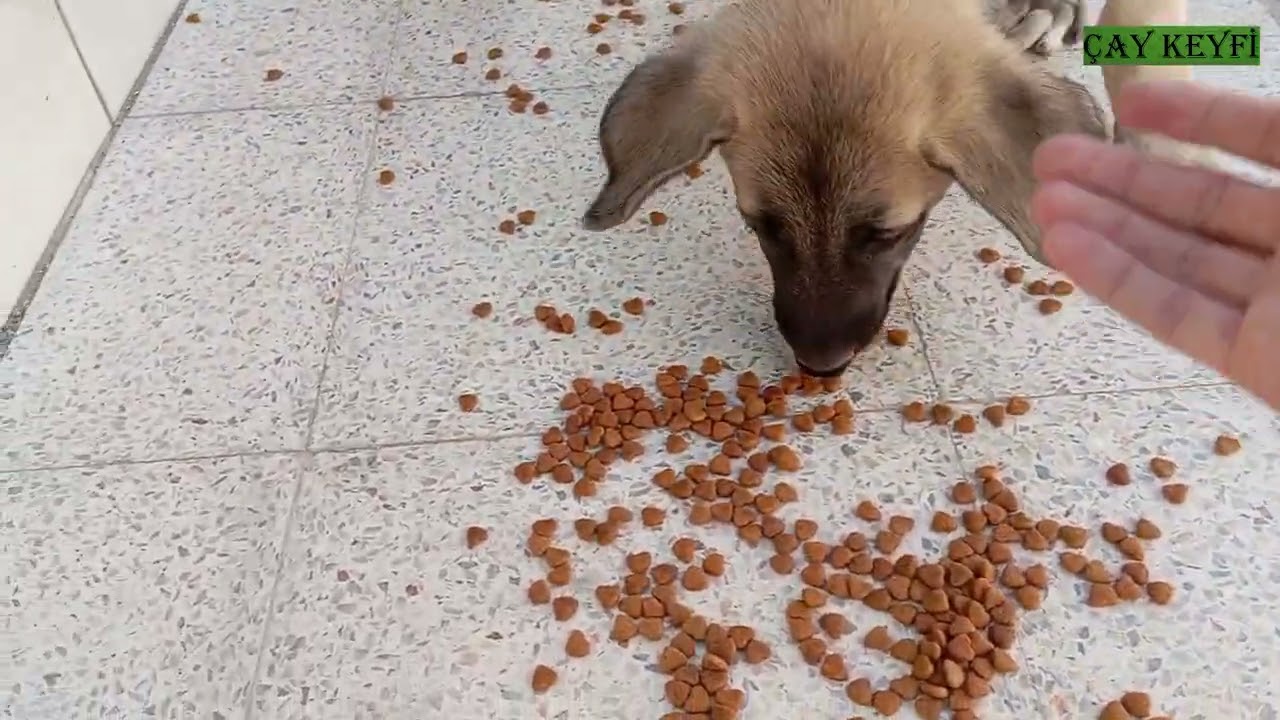 ANNELERİ İLE GEZMEYE ÇIKAN YAVRU KÖPEKLER ❤